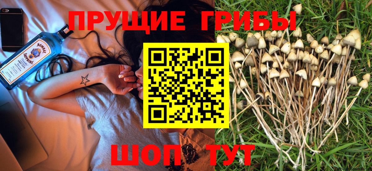 Псилоцибиновые грибы мухоморы  купить наркотики цена  Кириши  Вход с VPN  Псилоцибиновые грибы мицелий 